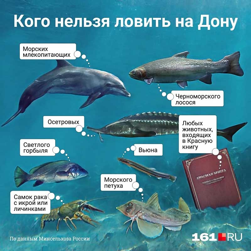 Где и как рыбачить на Дону